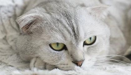 全网独家!九三阅兵全图鉴